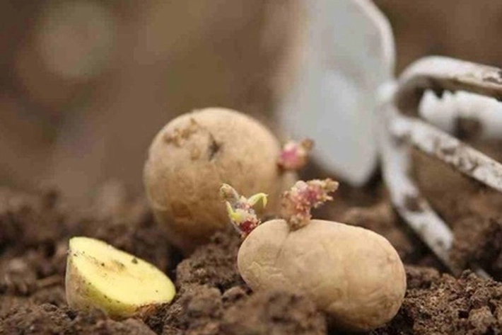 Disketapang Uji Residu Sayur dan Buah untuk Terhindar dari Zat Berbahaya