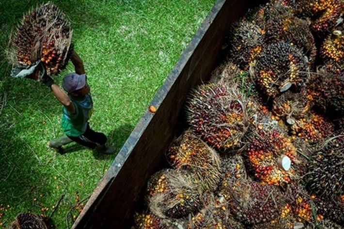 Harga TBS Sawit Plasma di Riau Naik, Sedangkan Mitra Swadaya Anjlok