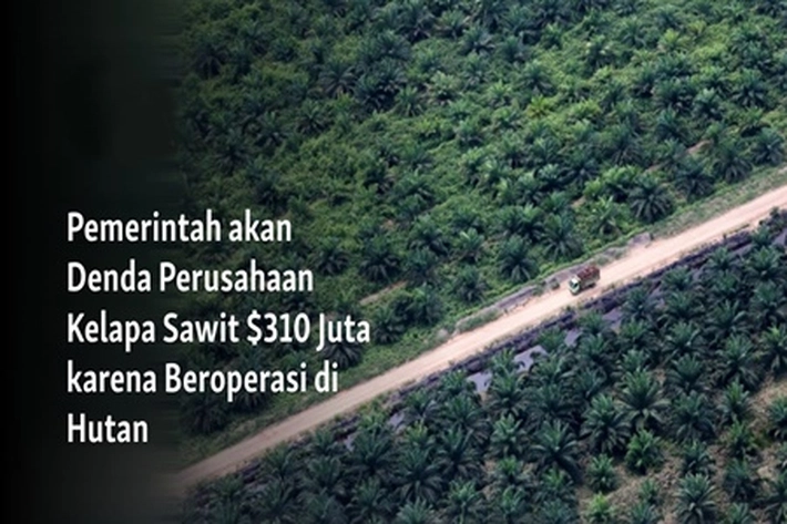 Pemerintah Akan Denda Rp4,8 T pada Perusahaan Sawit, 'yang Operasinya di dalam Kawasan Hutan'