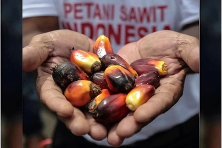 Harga TBS Sawit Mitra Swadaya Selalu Terjadi Naik-Turun, 'Buat Petani Jadi Pesimis'