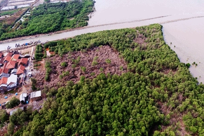 Hutan Mangrove di Pesisir Kepri Terlepas jadi Kayu Arang, 'Buat Dilema Antara Lingkungan dan Lapangan Kerja'