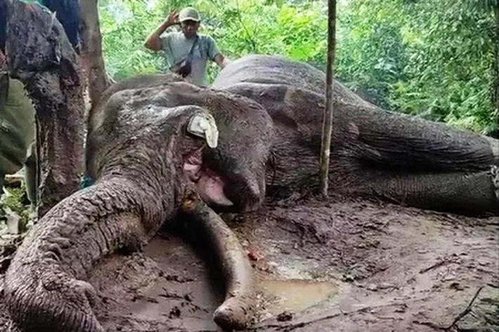 Polisi Cari Pelaku Pembunuhan Gajah Mati Diracun di Taman Nasional Tesso Nilo