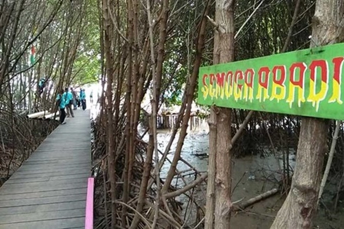 Siak Lakukan Penyelamatan Ekosistem Hutan Bakau, 'yang Dijadikan Objek Wisata Favorit di Kampung Kayu Ara Permai'