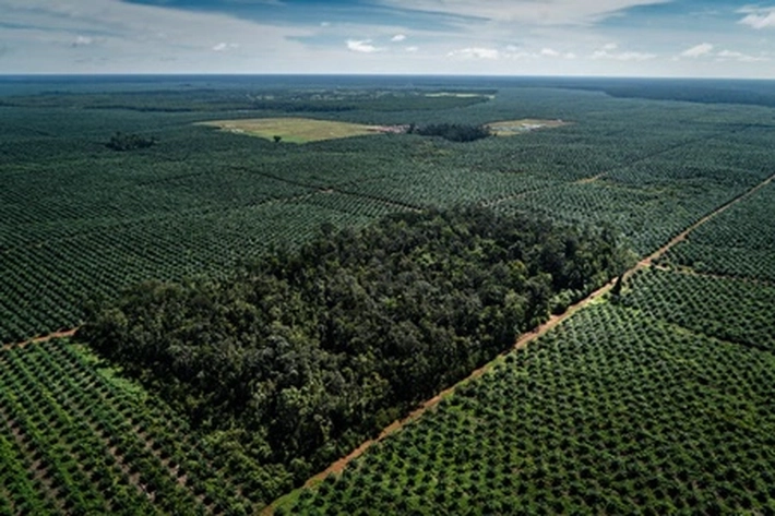 Satgas Lakukan Inventarisasi pada Perusahaan Perkebunan Sawit, 'untuk Padankan Izin HGU dan Kawasan Hutan'