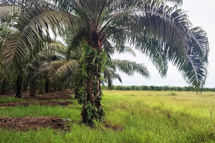 Masyarakat Diminta Pertahankan Lahan Pertanian, Gubri: 'Jangan Dialihkan Jadi Kebun Sawit'