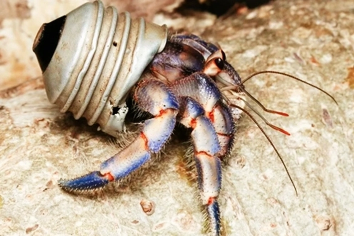 Kepiting Pertapa 'Patah Hati' karena Hdup dengan Sampah, 'Jadi Beralih Gunakan Limbah Plastik Sebagai Cangkang'