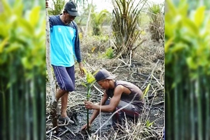Samsul Bahri Tak Pernah Lelah Lestarikan Mangrove, 'dari Ancaman Abrasi di Kerimbunan Hutan Pesisir'