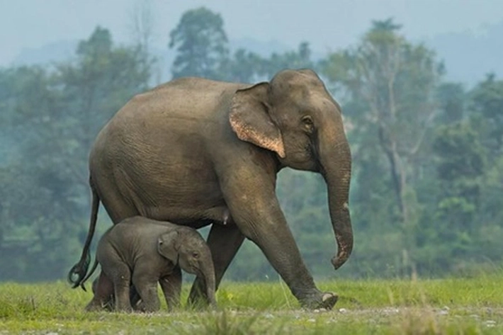 Gajah Juga Miliki Ritual Saat Keluarga Hadapi Kematian dan Menguburkannya