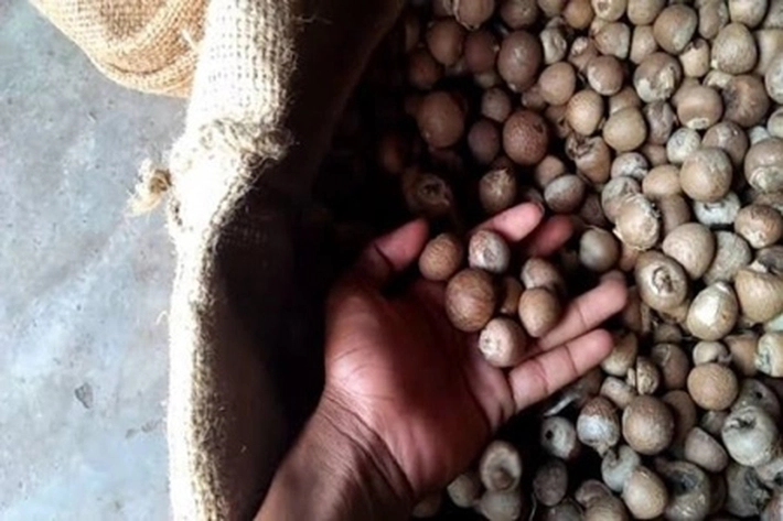 Disbun Rilis Harga Pinang Kering dan Kelapa Terjadi Kenaikan