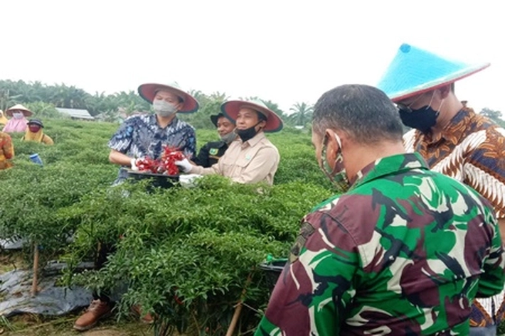PT Swakarya Sawit Raya Sukses Bantu Kelompok Tani Suka Maju, 'yang Berhasil Kembangkan Tanaman Cabai Merah di Desa Talang Jerinjing'