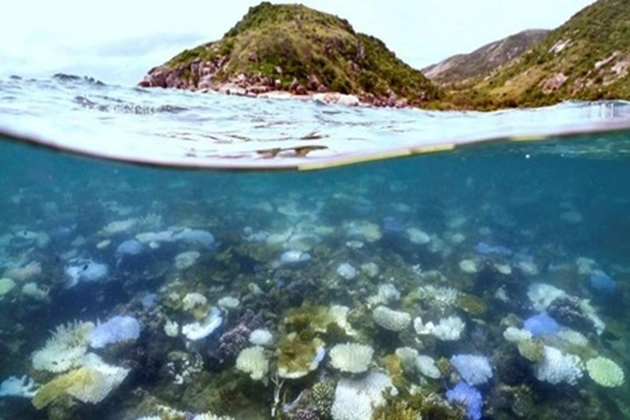 Terumbu Karang Berubah Jadi Memutih Akibat Panas yang Mematikan di Dalam Laut