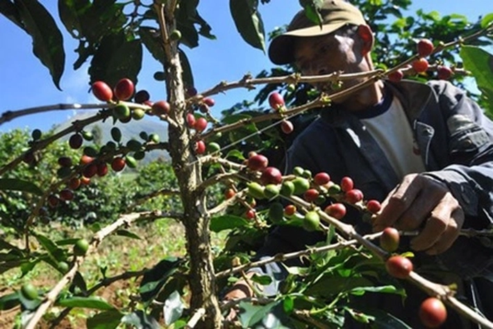 Produksi Kopi Sumatera Meningkat Jadi 6,9 Juta Kantong, 'yang Masih Digemari Konsumen'