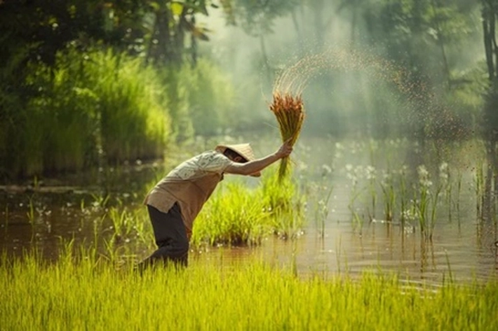 Indonesia-China Siapkan Proyek Satu Juta Hektare Sawah di Kalteng, 'Pro Kontra Terjadi yang Dikhawatirkan akan Ulangi Kegagalan'