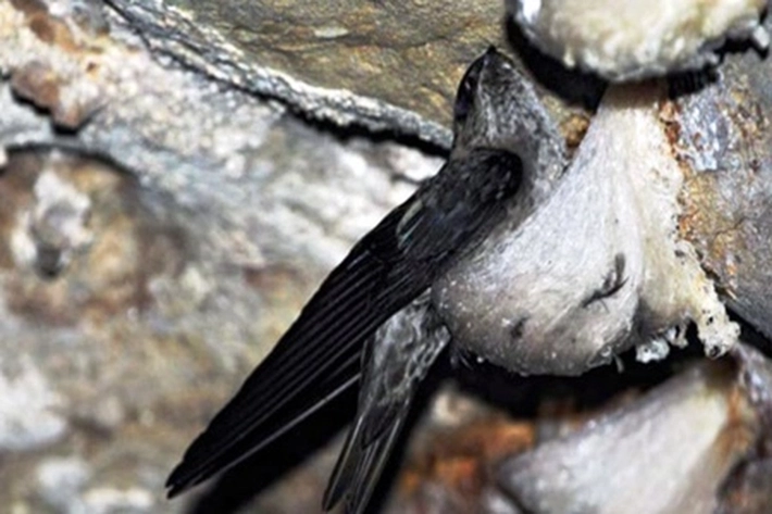 7 Manfaat Sarang Burung Walet untuk Kesehatan yang Jarang Diketahui