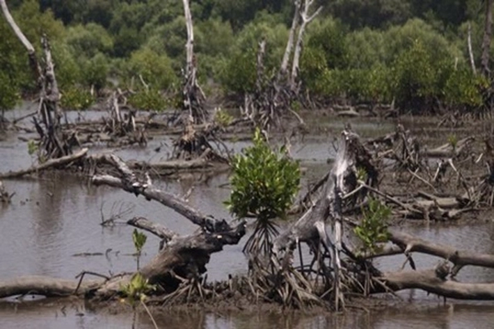 Usaha Produksi Arang Gila-gilaan Sudah Menghancurkan Hutan Mangrove di Bengkalis, 'Jadi Timbulkan Dilema Lingkungan dan Lapangan Kerja'