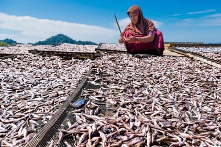 Desa Bakong Bentuk BUMDes untuk Kelola Hasil Tangkapan Ikan Teri Nelayan