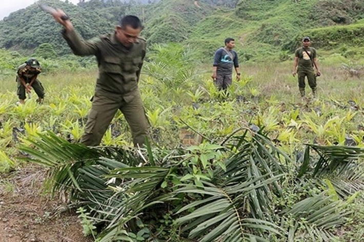 Gapki Kewalahan Hadapi Polemik Lahan Sawit Milik Pengusaha di Kawasan Hutan yang Kena Denda Rp96 Juta per Hektare