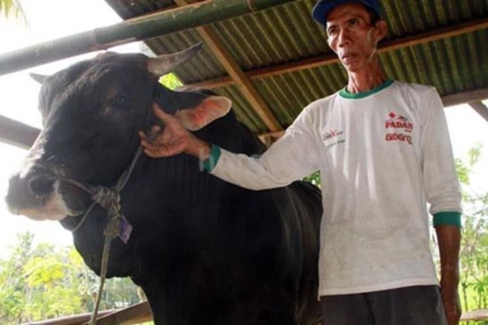Sapi Jenis Brangus Bantuan Presiden dengan Bobot 835 Kg Terpilih Dipotong untuk Riau