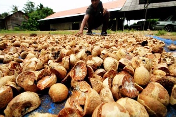 Harga Komoditi Pinang Kering di Riau Terdongkrak Naik, 'Sedangkan Komuditas Perkebunan Lainnya Berfluktuasi'