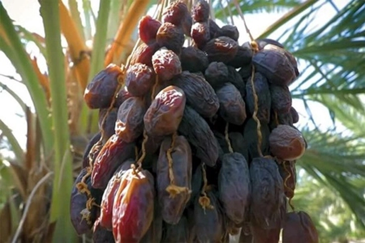 Buah Kurma Dikenal Sejak Ribuan Tahun yang Miliki 8 Manfaat untuk Tubuh