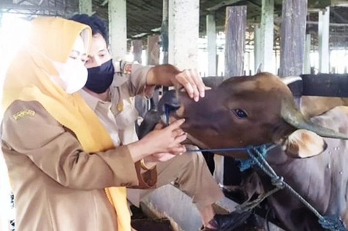 Aparatur Sipil Negara Sumbang dan Kumpulkan Hewan Kurban untuk Iduladha 1445 Hijriyah