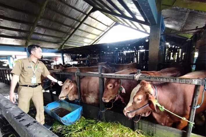 Pemko Pekanbaru Sembelih 34 Ekor Sapi Kurban pada Iduladha 1445 Hijriyah