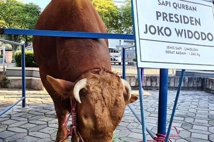 Pemprov Terima Bantuan Sapi Kurban dari Presiden Jokowi yang Disembelih di Masjid Ibadah Marpoyan Damai