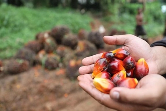 Petani Sawit Klaim Harga TBS Cenderung Stabil & Naik Hingga Sentuh Rp2.921 per Kg Sejak RI Punya Bursa CPO