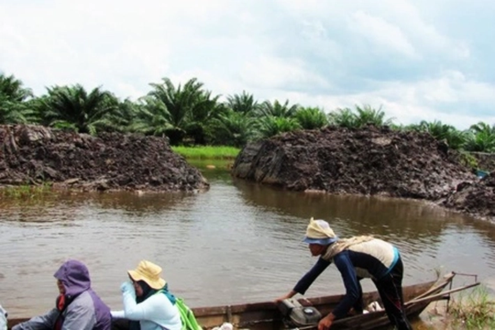 Menjaga Rawa Gambut di Sempadan Sungai dari Serbuan Sawit, SALAMBA: 'Sudah Tidak Lestari dan Merusak Lingkungan'