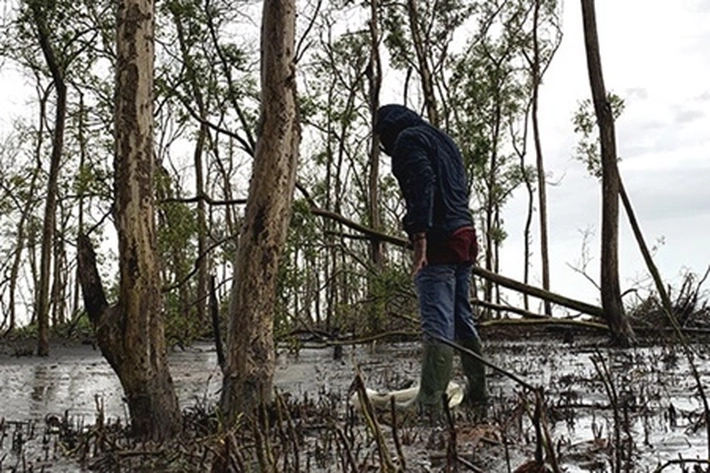 SALAMBA: Semua Mangrove di Indonesia Dilindungi Sesuai Perpres 120 Tahun 2020