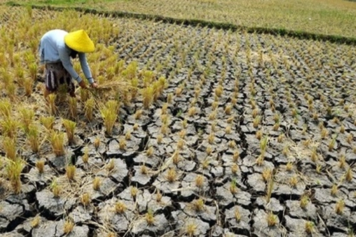 Ketahanan Pangan Indonesia Hadapi Ancaman Serius yang Diperlukan Langkah Atasi Cepat