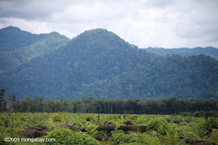 Lang Laut Lingga Pertanyakan Status PT SPP Kuasai Lahan untuk Kebun Sawit, 'Tapi Berakhir Hanya Wacana Kosong Belaka'