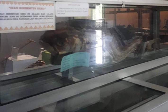 Telah Ditemukan Ikan Aneh Mirip Dinosaurus Bermata Besar di Kolam Milik Warga Lingga