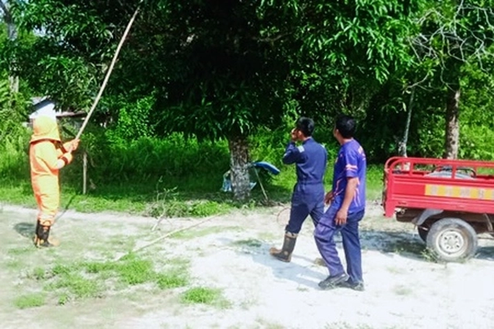 Damkar Lingga Terima Laporan ada Tawon Vesva yang Bersarang di Lingkungan Pemukiman Warga