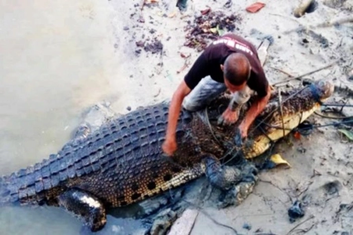 Masyarakat Mentuda Temukan Buaya Sepanjang 2 Meter, 'BKSDA Masih Cuek'