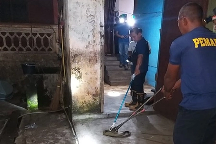 Ular Kobra Masuk Rumah Warga di Desa Batu Kacang, Damkar Evakuasi