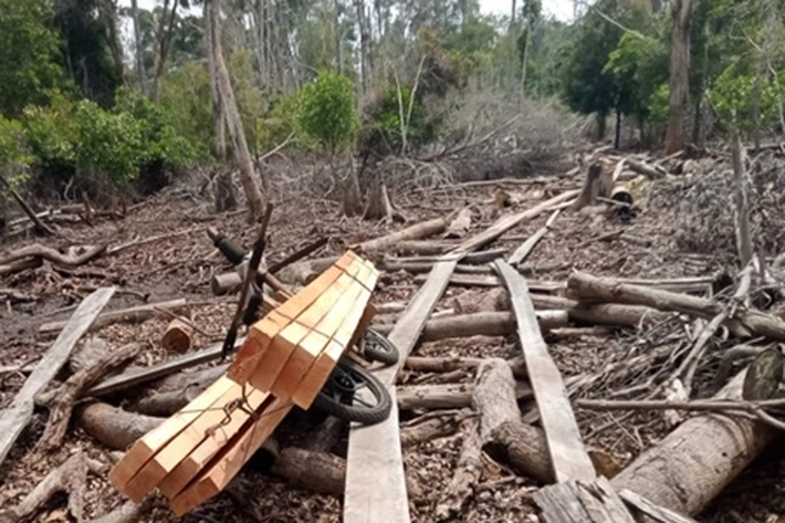 BBKSDA Riau Temukan Aktivitas Ilegal Logging Saat Patroli di Kerumutan