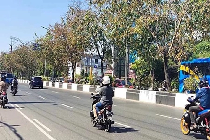 Cuaca Ekstrim Menyengat Buat Pohon Median Jalan Jadi Hidup Segan Mati Tak Mau