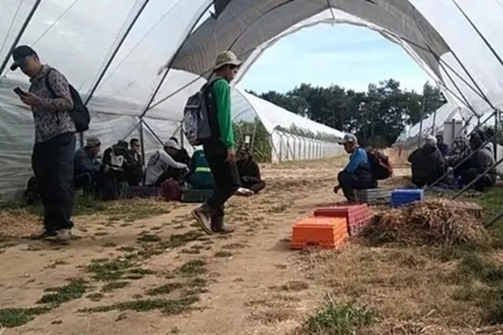 Nasib Calon Pekerja Pemetik Buah Musiman Indonesia, 'Masih Terkatung-katung karena Tak Kunjung Diberangkatkan ke Inggris'