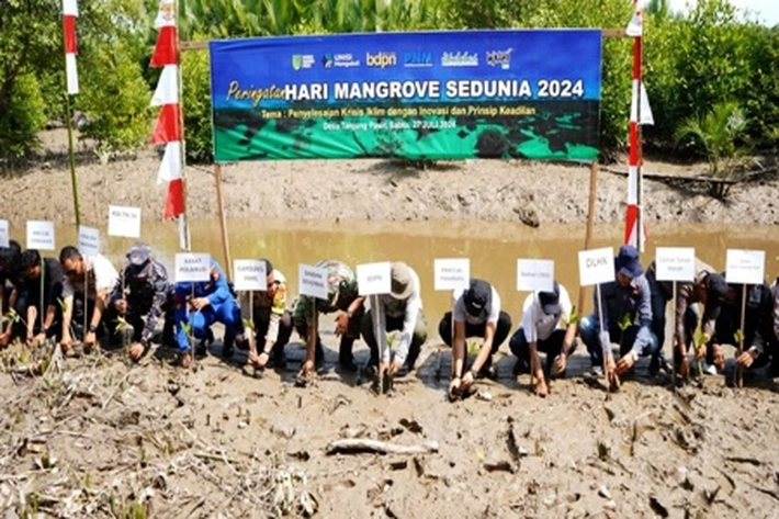 BDPN, PNM Bersama UNISI Mengabdi Berkolaborasi, 'Peringati Hari Mangrove Sedunia dengan Tanam 7.000 Pohon'