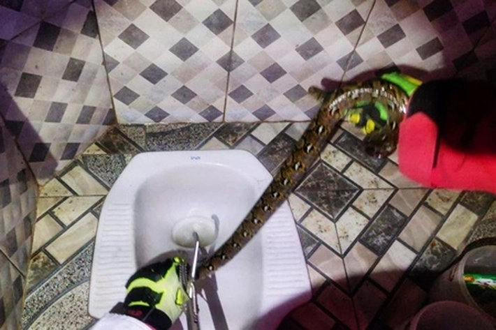 Damkar Evakuasi Seekor Ular Sanca Bersembunyi di Dalam Kloset Kamar Mandi Warga