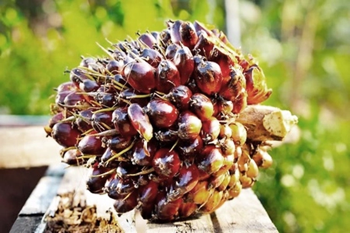 Disbun Tetapkan Harga TBS Sawit Mitra Plasma di Riau Jadi Rp3.120/Kg