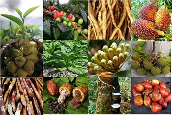 Harga Produk Komoditi Perkebunan di Riau Cenderung Stabil, 'Hanya Kelapa Butiran Alami Penurunan'