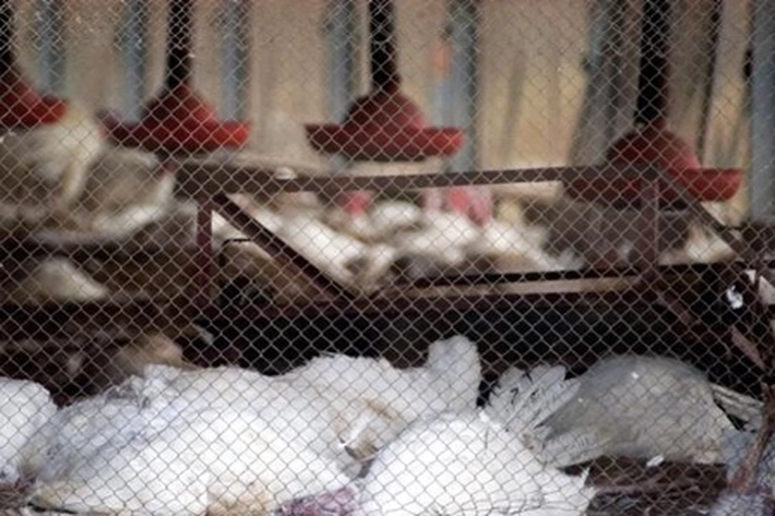 Apa Itu Flu Burung dan Haruskah Kita Khawatir akan Memicu Pandemi?