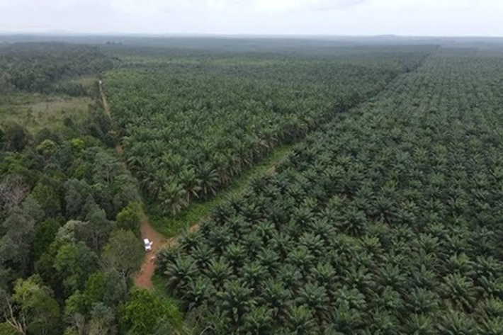 Kontribusi Pajak Sawit ke Kocek Daerah Riau Masih Minim yang Hanya Rp1,3 Triliun
