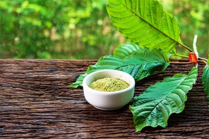 Daun Kratom Juga ada di Bengkalis?, 'Bisa Kurangi Rasa Sakit, Rileks dan Bantu Pecandu Berhenti'