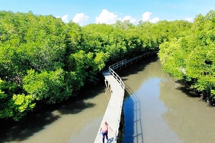 Non Government Organization Internasional Kagumi Pengelolaan Konservasi Mangrove di Riau