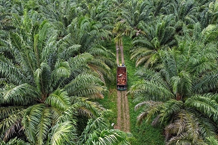 Ribuan Hektare Hutan di Kampar Jadi Kebun Sawit, INPEST: PTPN IV PalmCo dapat Lakukan Prosedur Pinjam Pakai