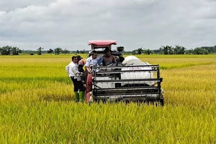 Sektor Pertanian Sejalan dengan Dukungan Paslon SUWAI dalam Swasembada Pangan, Pengamat: 'Program Syamsuar Masa Jabat Gubri Sangat Tepat dan Permanen'