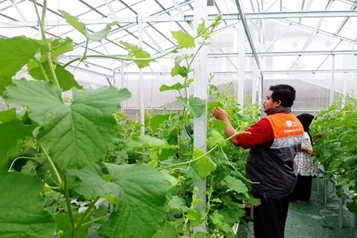 Jamkrindo dengan Rumah Zakat Kolaborasi Program Kebun Gizi